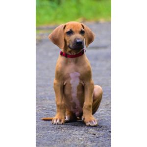 Top-Male-Rhodesian-Ridgeback-Names