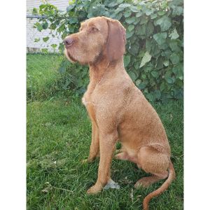 Training-A-Wirehaired-Vizsla