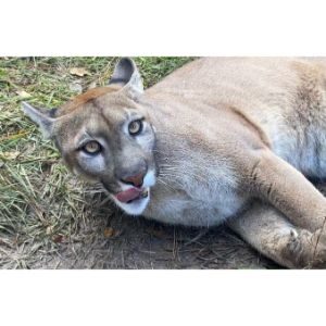 Treasure-Coast-Wildlife-Center