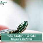 Turtle-Adoption-Top-Turtle-Rescues-in-California-template