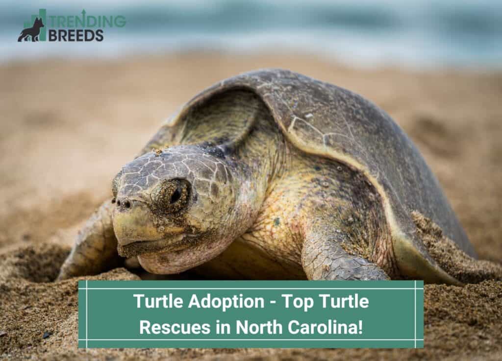 Turtle-Adoption-Top-Turtle-Rescues-in-North-Carolina-template