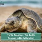 Turtle-Adoption-Top-Turtle-Rescues-in-North-Carolina-template