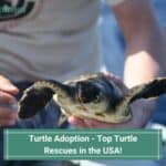 Turtle-Adoption-Top-Turtle-Rescues-in-the-USA-template