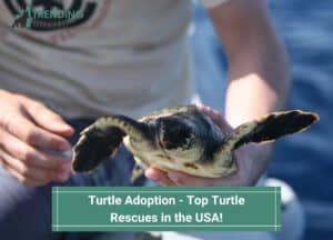 Turtle-Adoption-Top-Turtle-Rescues-in-the-USA-template