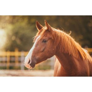 Urban-Acres-Horse-Rescue