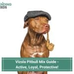 Vizsla-Pitbull-Mix-Guide-Active-Loyal-Protective-template