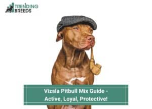 Vizsla-Pitbull-Mix-Guide-Active-Loyal-Protective-template