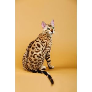 What-Are-Bengal-Cats