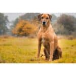 Chinook Rhodesian Ridgeback Mix 9 Most Popular Rhodesian Ridgeback Mixes! (With Pictures) (2024)