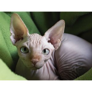 What-Is-a-Hairless-Cat