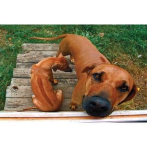 What-Is-a-Ridgeback-Mix