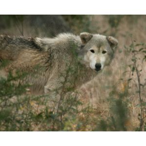 What-Is-a-Wildlife-Rescue