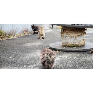 What-Separates-A-Stray-Cat-From-an-Outdoor-or-Feral-Cat