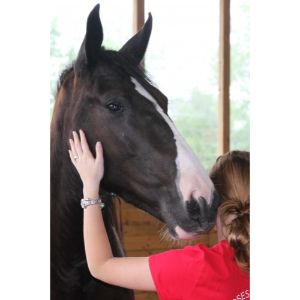 What-To-Know-Before-Rescuing-a-Horse