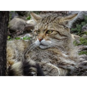 When-Should-You-Visit-a-Feral-Cat-Rescue