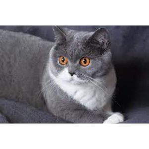 Where-Can-I-Get-Purebred-Cats-for-Adoption