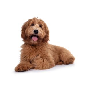 Why-Are-Labradoodles-Good-Service-Dogs
