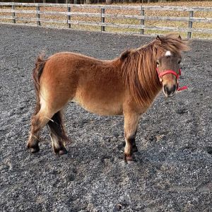 Why-Are-Mini-Horses-Abandone