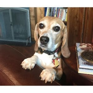 Why-Beagles-End-Up-in-Rescues