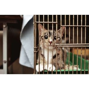 Why-Do-Cats-End-Up-In-Shelters