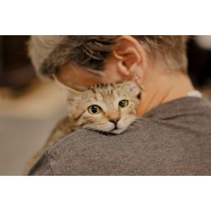 Why-Do-Cats-End-Up-in-Shelter