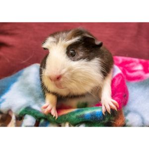 Why-Do-Guinea-Pigs-End-Up-in-Shelters