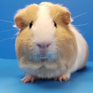 Why-Do-Guinea-Pigs-End-up-in-Shelters
