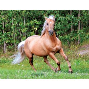 Why-Do-Horses-End-Up-in-Rescues