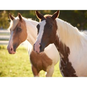 Why-Do-Horses-End-Up-in-Shelters