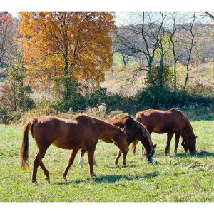 Why-Do-Horses-in-Maryland-End-Up-in-Sanctuaries-or-Rescues