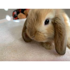 Why-Do-Rabbits-End-Up-at-Rescues