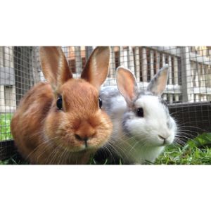 Why-Do-Rabbits-End-Up-in-Rescues