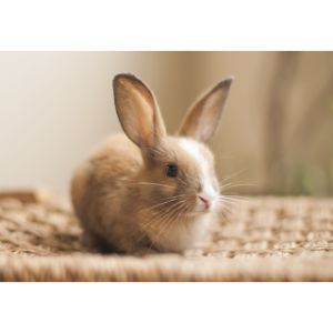 Why-Do-Rabbits-End-Up-in-Shelters-or-Rescues