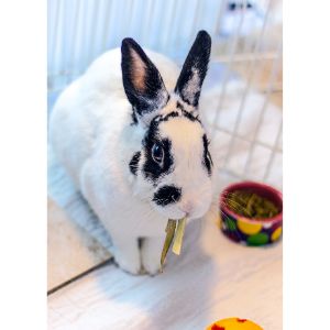 Why-Do-Rabbits-End-up-in-Shelters