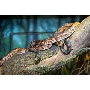 Why-Do-Reptiles-End-Up-in-Shelters