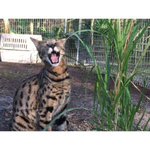 Why-Do-Savannah-Cats-End-Up-in-Shelters
