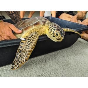 Why-Do-Turtles-End-Up-in-Florida-Shelters
