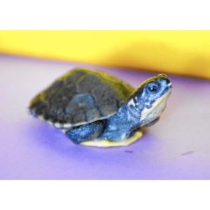 Why-Do-Turtles-End-up-in-North-Carolina-Shelters