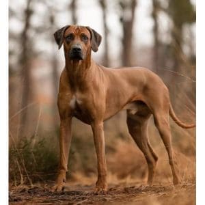 Why-Does-My-Rhodesian-Ridgeback-Shed-Excessively