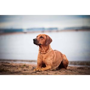 Why-Does-My-Rhodesian-Ridgeback-Shed
