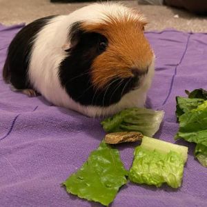 Why-Guinea-Pigs-End-Up-at-Rescues