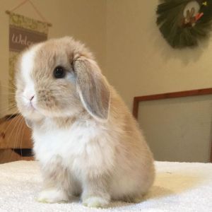 Why-Pursue-Rabbit-Adoption
