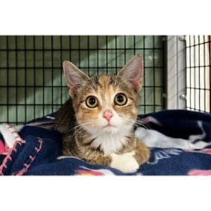Why-Rescue-Cats-in-Tampa