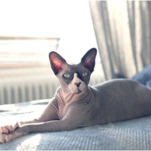 Why-Rescue-a-Hairless-Cat