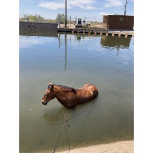 Wildhorse-Ranch-Rescue