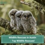 Wildlife-Rescues-in-Austin-template