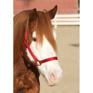 Wyandot-County-Equine-Rescue
