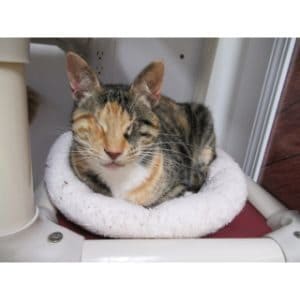 Yakima-Blind-Cat-Rescue