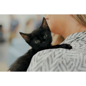 cat-rescue-orlando