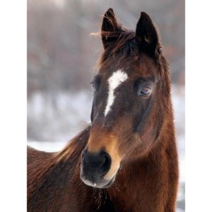 conclusion-Best-Horse-Rescues-in-New-York